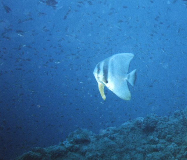 batfish.jpg