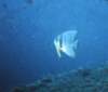 batfish_small.jpg