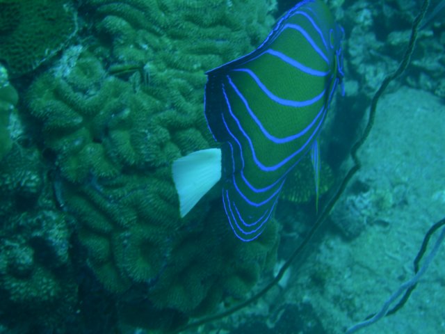 blueringedangelfish.jpg
