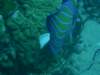 blueringedangelfish_small.jpg