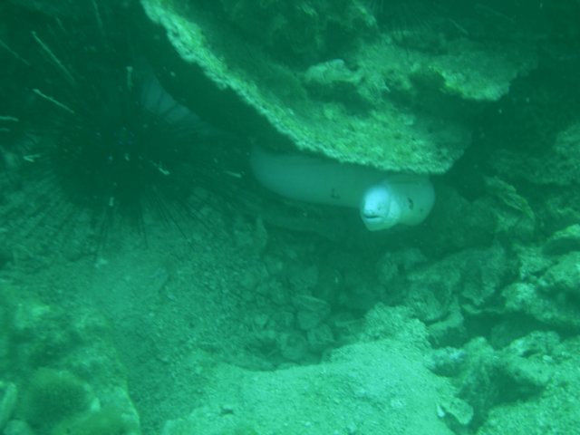 morayeel.jpg