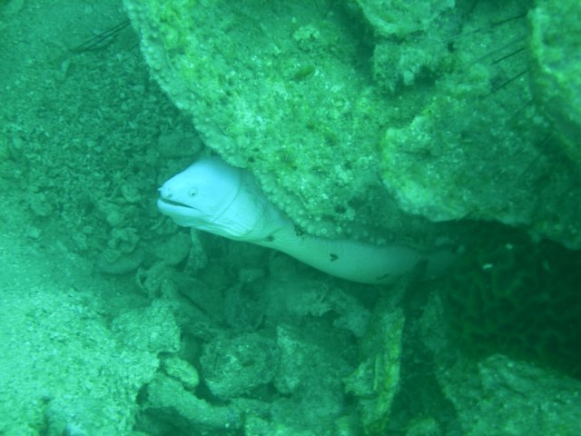 morayeel2.jpg