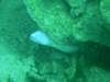 morayeel2_small.jpg