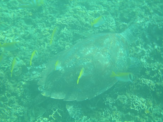 turtleatjamsonbay.jpg
