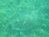 turtleatjamsonbay_small.jpg